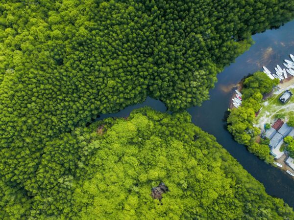 Piantati 351 milioni di mangrovie per salvare 350 mila ettari di foreste costiere