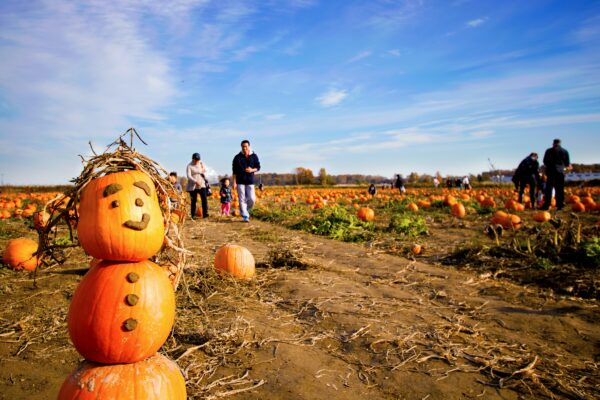 Campi di zucche in Italia: dove ammirare i più belli per fare Pumpkin Patch