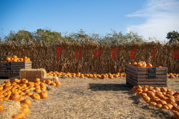 Campi di zucche in Italia: dove ammirare i più belli per fare Pumpkin Patch