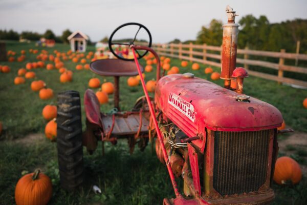 Campi di zucche in Italia: dove ammirare i più belli per fare Pumpkin Patch