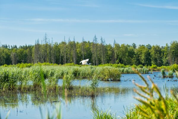 World Wildlife Day 2024: monitoraggio e rigenerazione della biodiversità