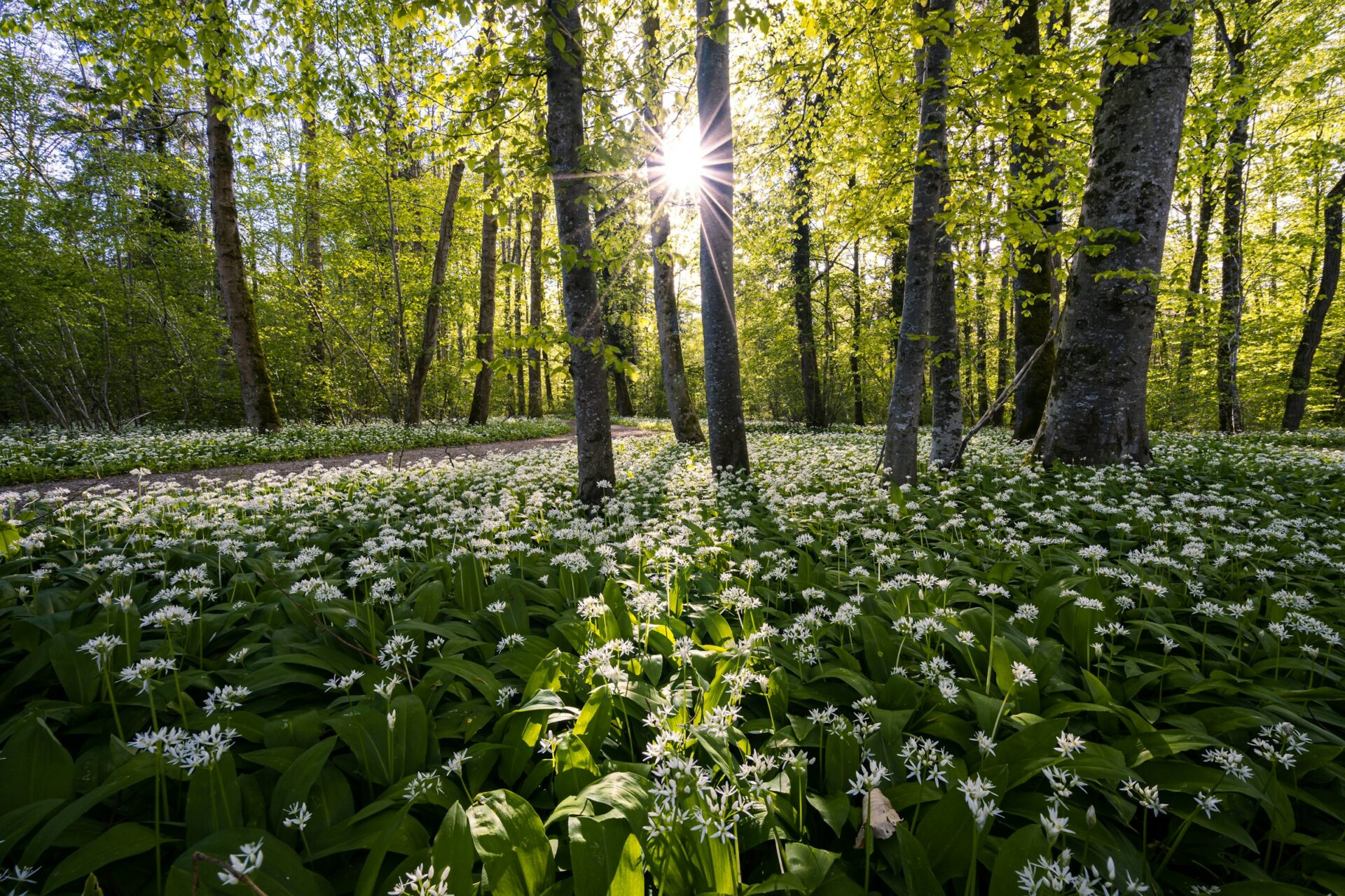World Wildlife Day 2024: monitoraggio e rigenerazione della biodiversità