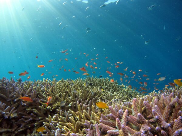 Giornata mondiale degli oceani: un ecosistema così tanto importante per l’umanità