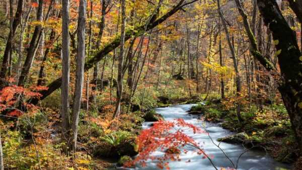 Engadina, il volto dorato dell’autunno svizzero per ammirare un foliage indimenticabile
