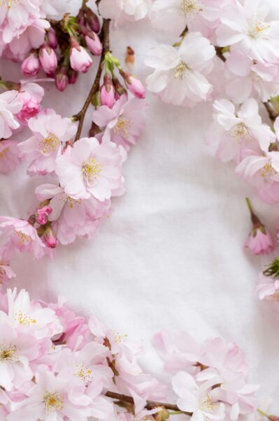 Una bella fioritura di ciliegi si può ammirare in Primavera anche a due passi da noi!