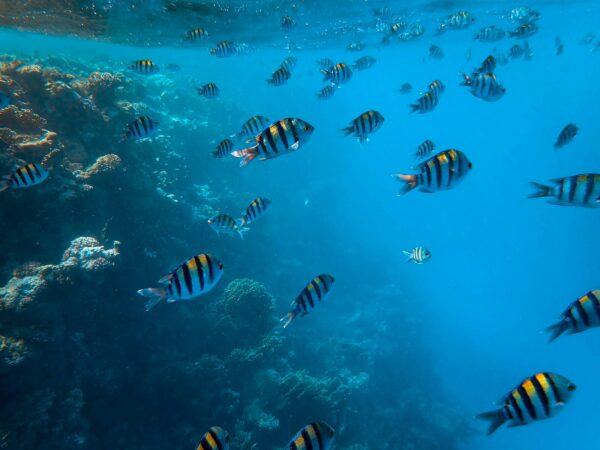 Giornata mondiale degli oceani: un ecosistema così tanto importante per l’umanità