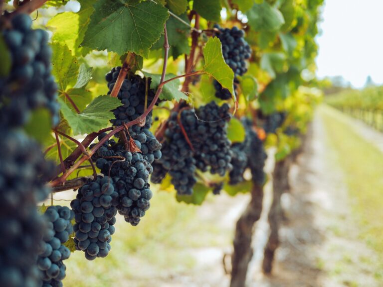 Vino: per la prima volta una cantina italiana è il miglior brand al mondo!