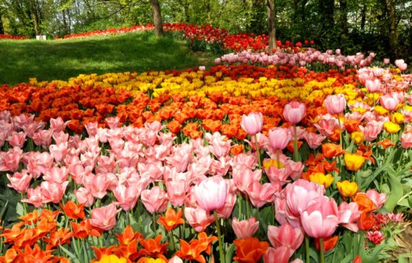 Cinque luoghi italiani dove poter ammirare la splendida fioritura dei tulipani!