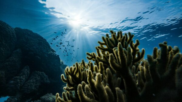 Giornata mondiale degli oceani: un ecosistema così tanto importante per l’umanità