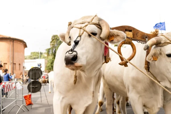 Sinalunga, torna la Fiera alla Pieve: nove giorni tra Chianina, agricoltura e tradizioni toscane