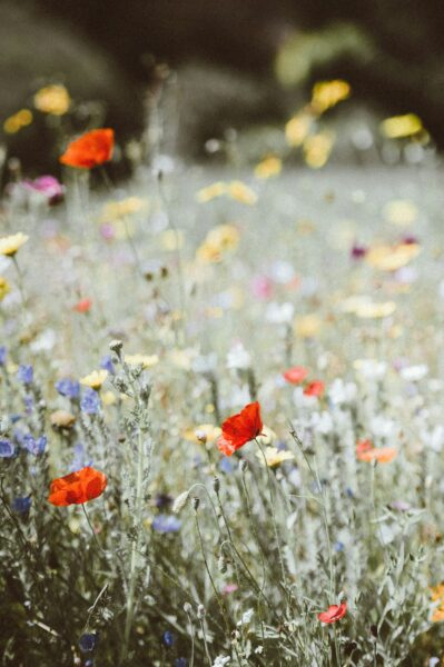22 maggio, Giornata Mondiale della Biodiversità: proviamo a salvare il pianeta Terra