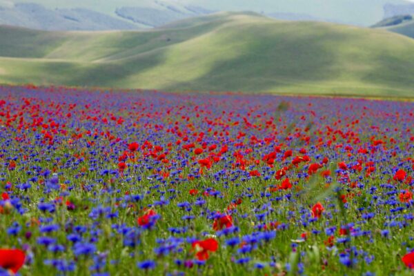 Lo spettacolo naturale più famoso dei Sibillini: la fioritura dei Piani di Castelluccio