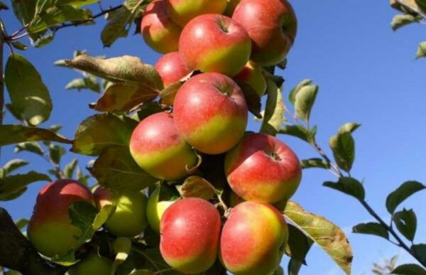 Monte San Martino celebra la Mela Rosa: saperi e sapori tra gusto e biodiversità