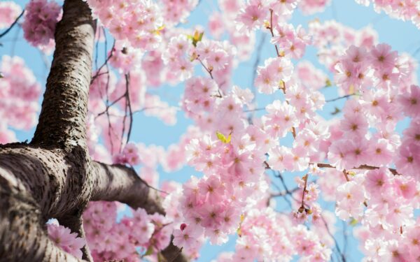 Una bella fioritura di ciliegi si può ammirare in Primavera anche a due passi da noi!