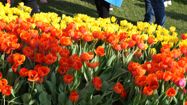 Si avvicina la “Festa del Tulipano” di Castiglione del Lago, accanto alle acque del Trasimeno