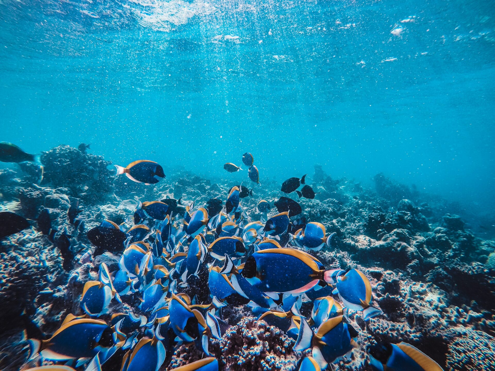 Giornata mondiale degli oceani: un ecosistema così tanto importante per l’umanità