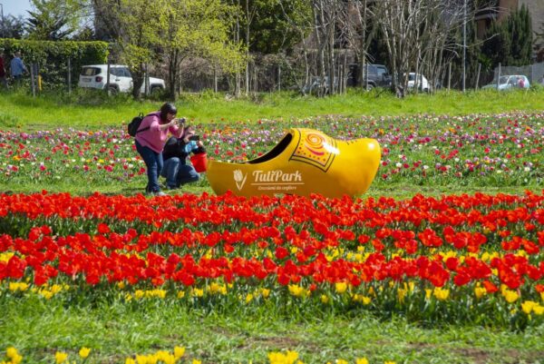 Cinque luoghi italiani dove poter ammirare la splendida fioritura dei tulipani!