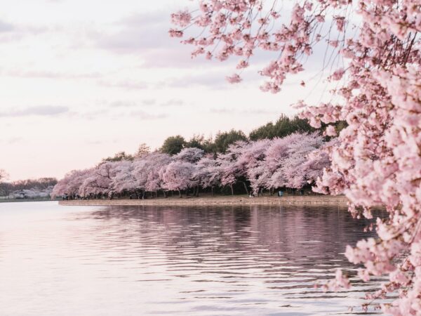 Una bella fioritura di ciliegi si può ammirare in Primavera anche a due passi da noi!
