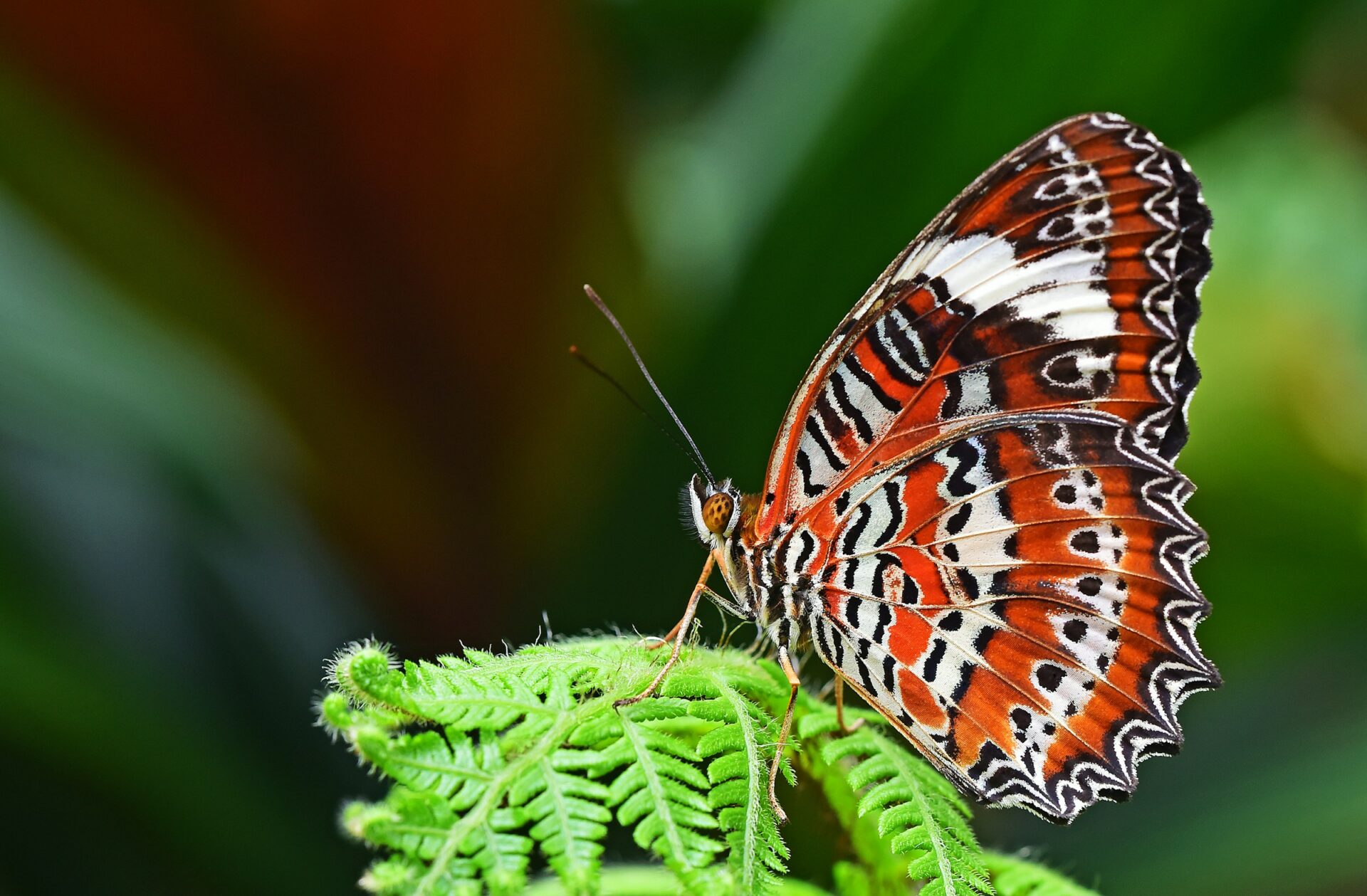22 maggio, Giornata Mondiale della Biodiversità: proviamo a salvare il pianeta Terra