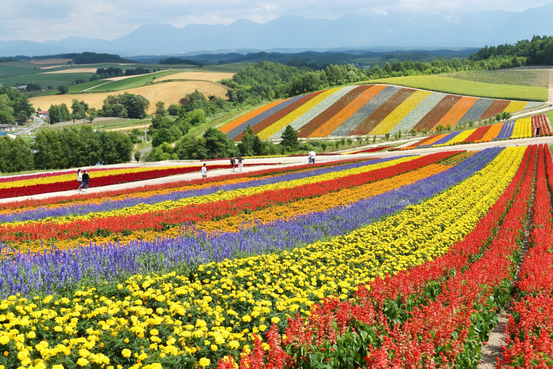 Cinque luoghi italiani dove poter ammirare la splendida fioritura dei tulipani!