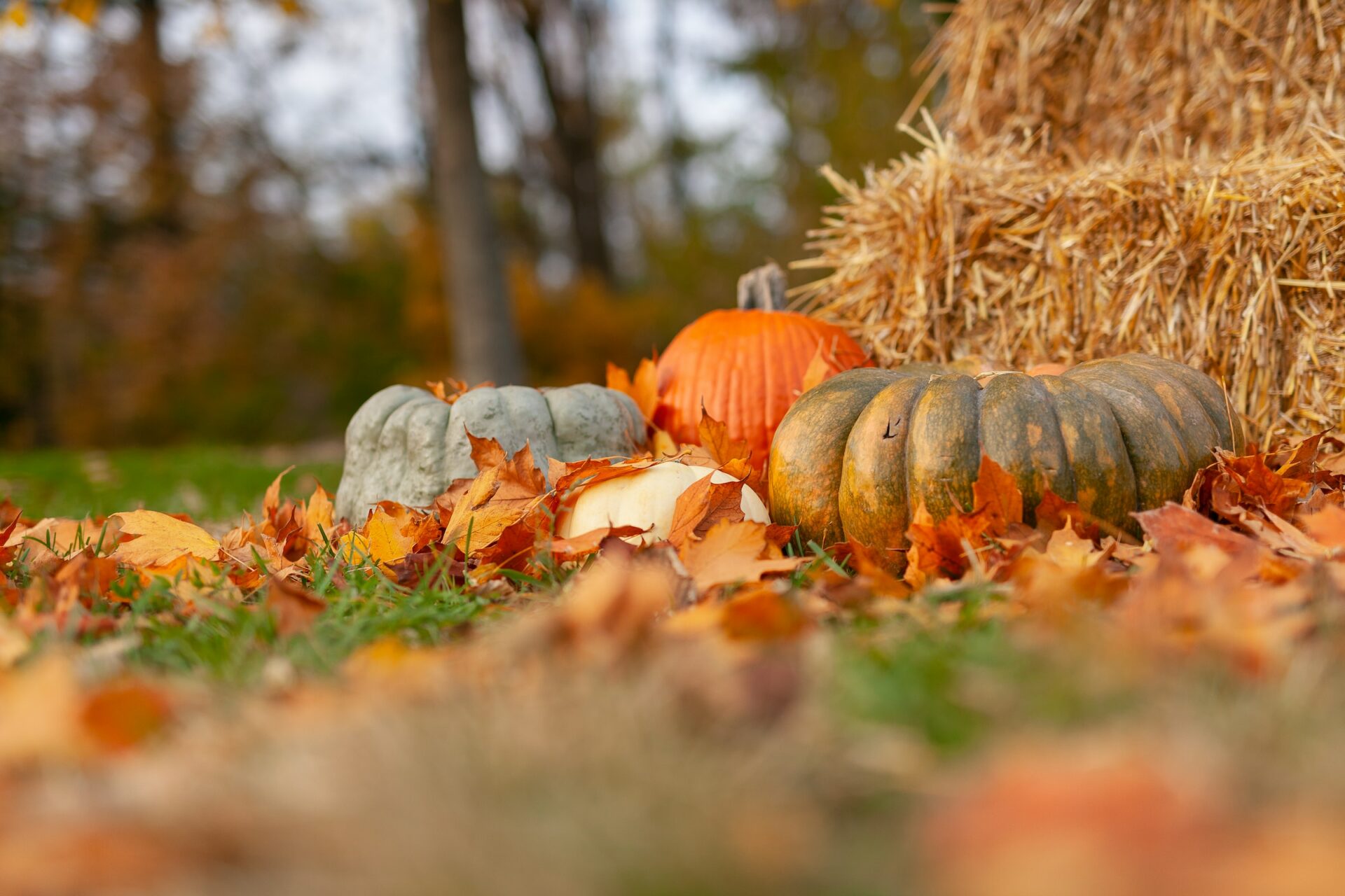 Campi di zucche in Italia: dove ammirare i più belli per fare Pumpkin Patch