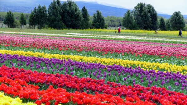Cinque luoghi italiani dove poter ammirare la splendida fioritura dei tulipani!