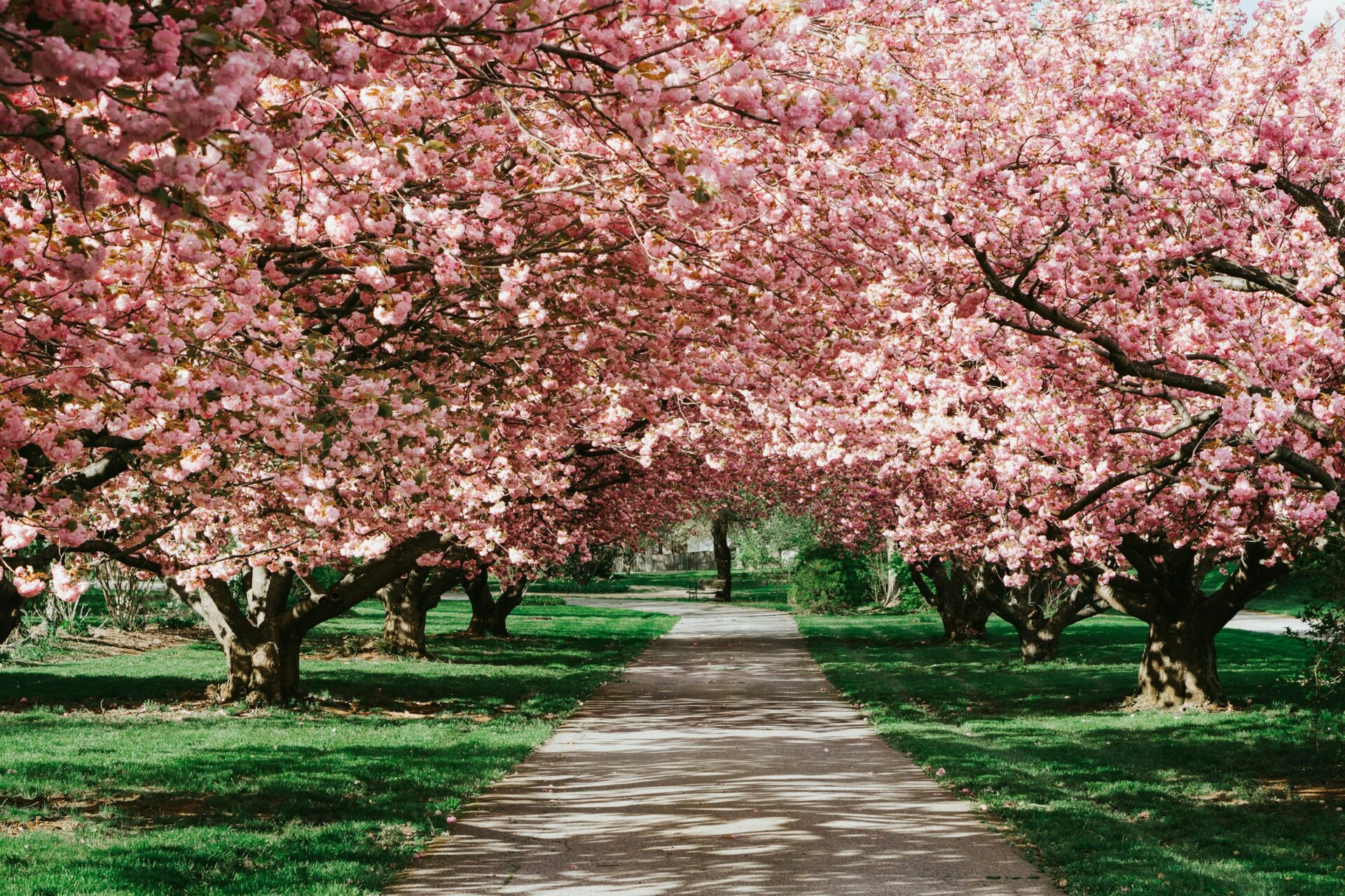 Una bella fioritura di ciliegi si può ammirare in Primavera anche a due passi da noi!