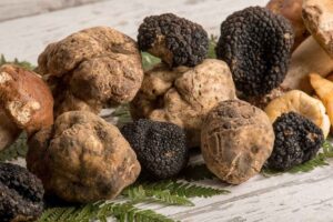 Il “diamante nero” di Scheggino protagonista del Museo del Tartufo Urbani!
